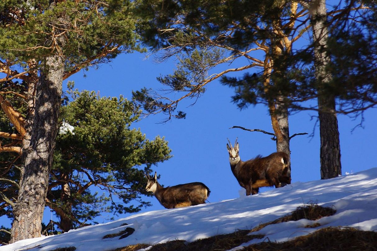 chamois-nature-park-karwendel-winter-tvb-hall-wattens-3