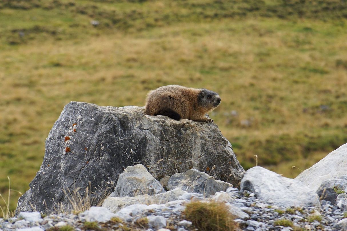 Marmot Observation Wattener Lizum