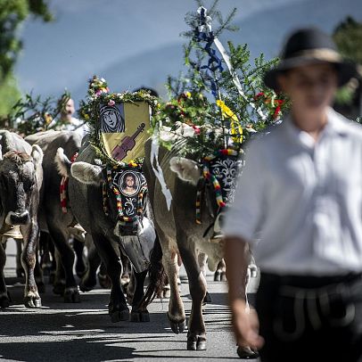 Ceremonial driving down cattle