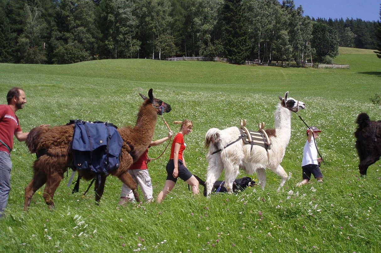 Llama Trekking Wattenberg