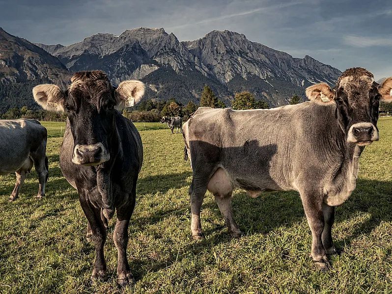 nachhaltigkeit_hotellerie_hwest_hotel_hall_regionale_produkte_fleischherkunft_100%_östereich©tvb_hall_wattens